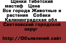  Щенки Тибетский мастиф › Цена ­ 50 000 - Все города Животные и растения » Собаки   . Калининградская обл.,Светловский городской округ 